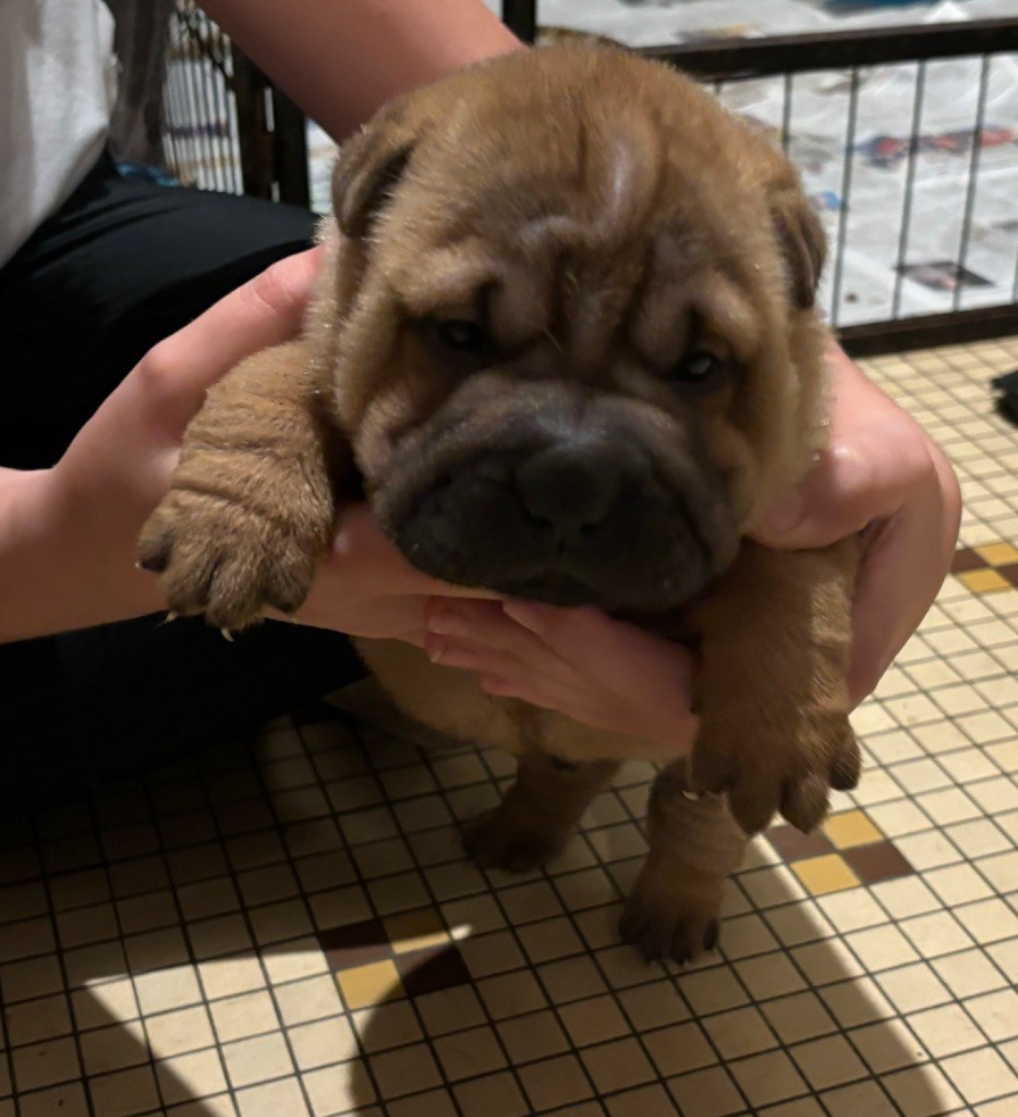 Des Rêves De Yamaja - Chiot disponible  - Shar Pei