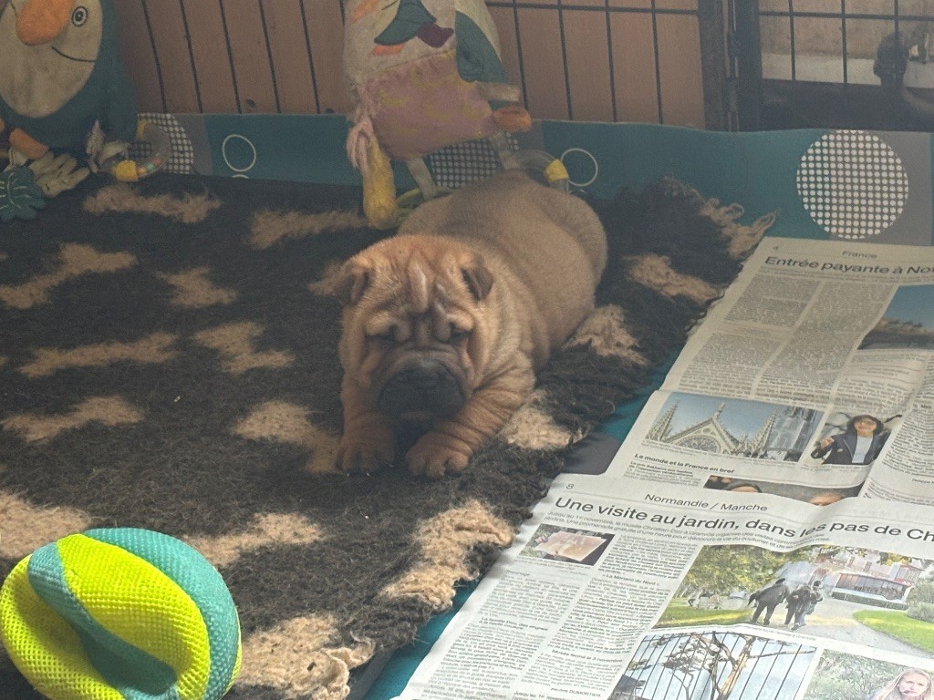 Des Rêves De Yamaja - Chiot disponible  - Shar Pei