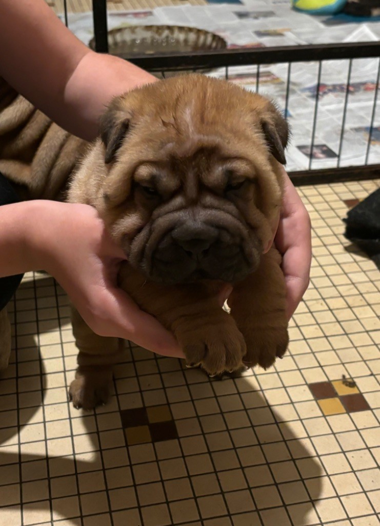 Des Rêves De Yamaja - Chiot disponible  - Shar Pei