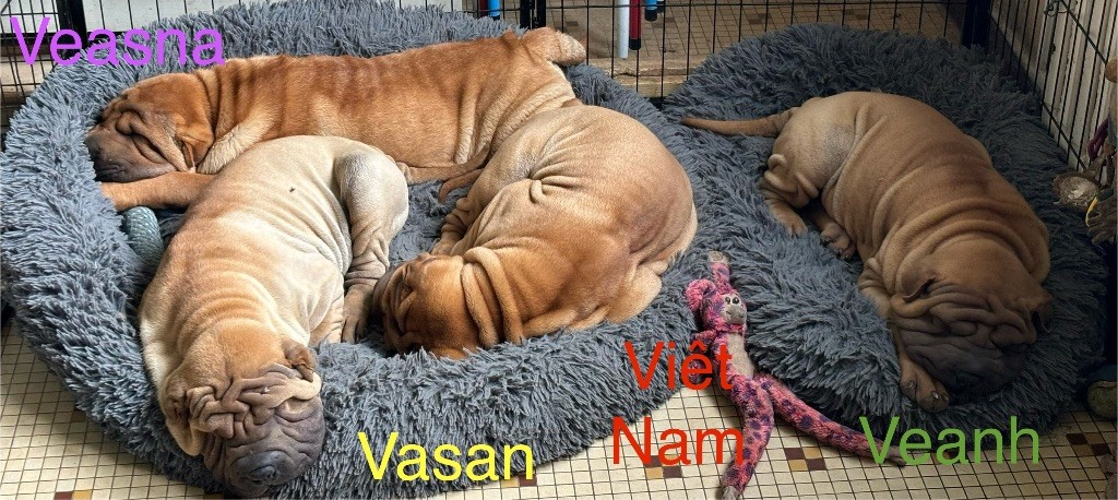 chiot Shar Pei Des Rêves De Yamaja