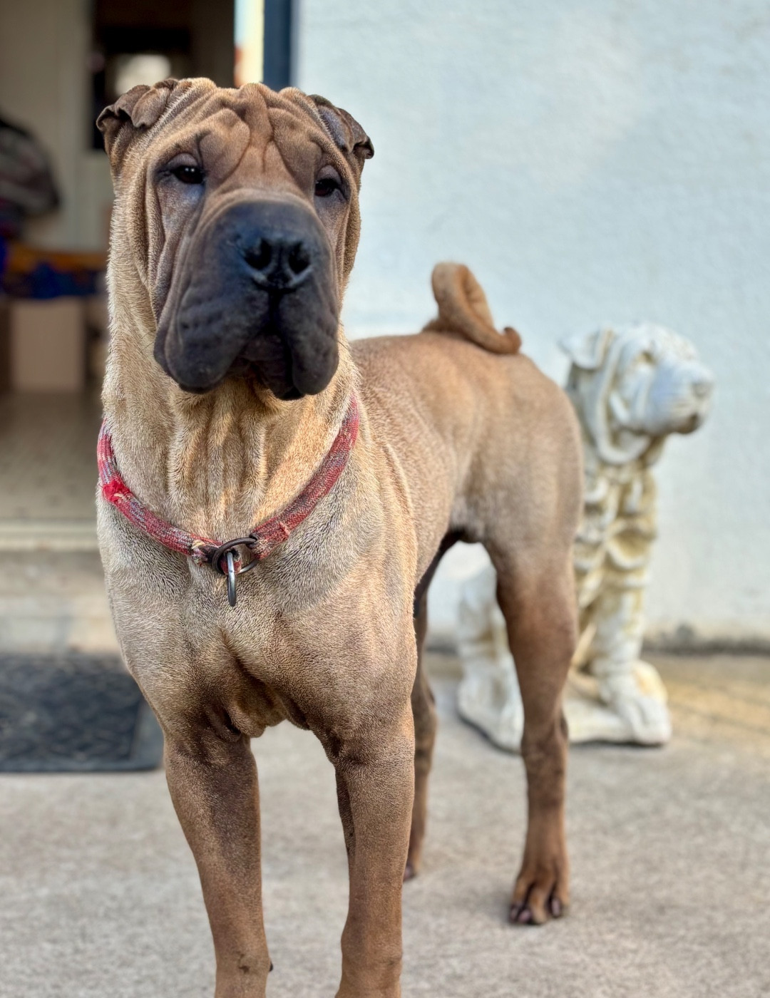 Vasan Des Rêves De Yamaja