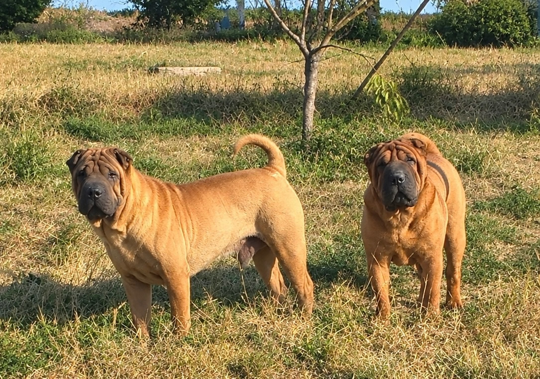 Bébés à venir