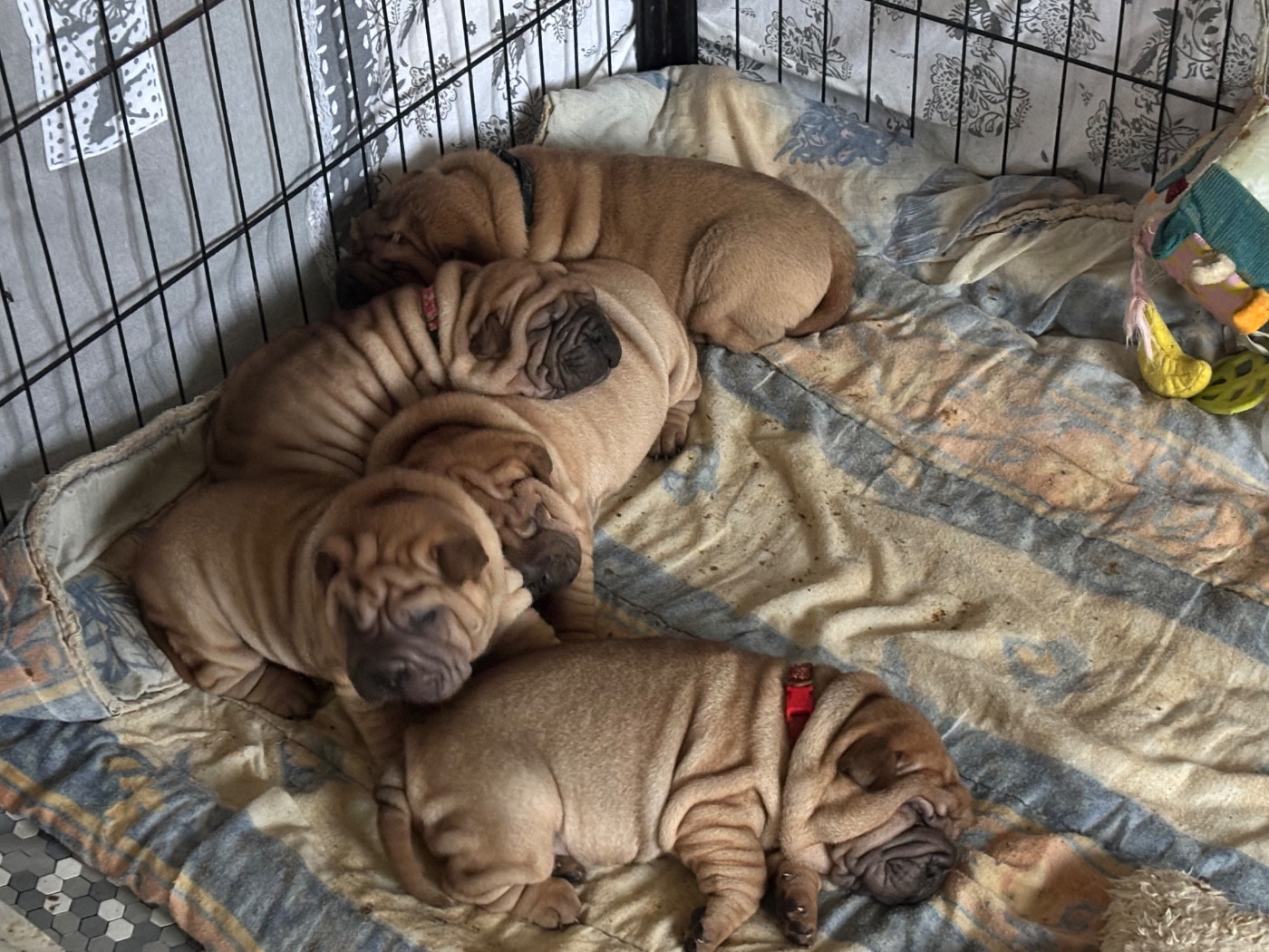 Chiot Shar Pei Des Rêves De Yamaja