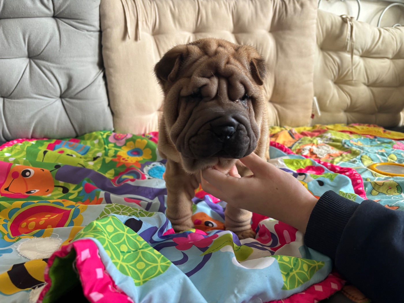 Des Rêves De Yamaja - Chiots disponibles - Shar Pei