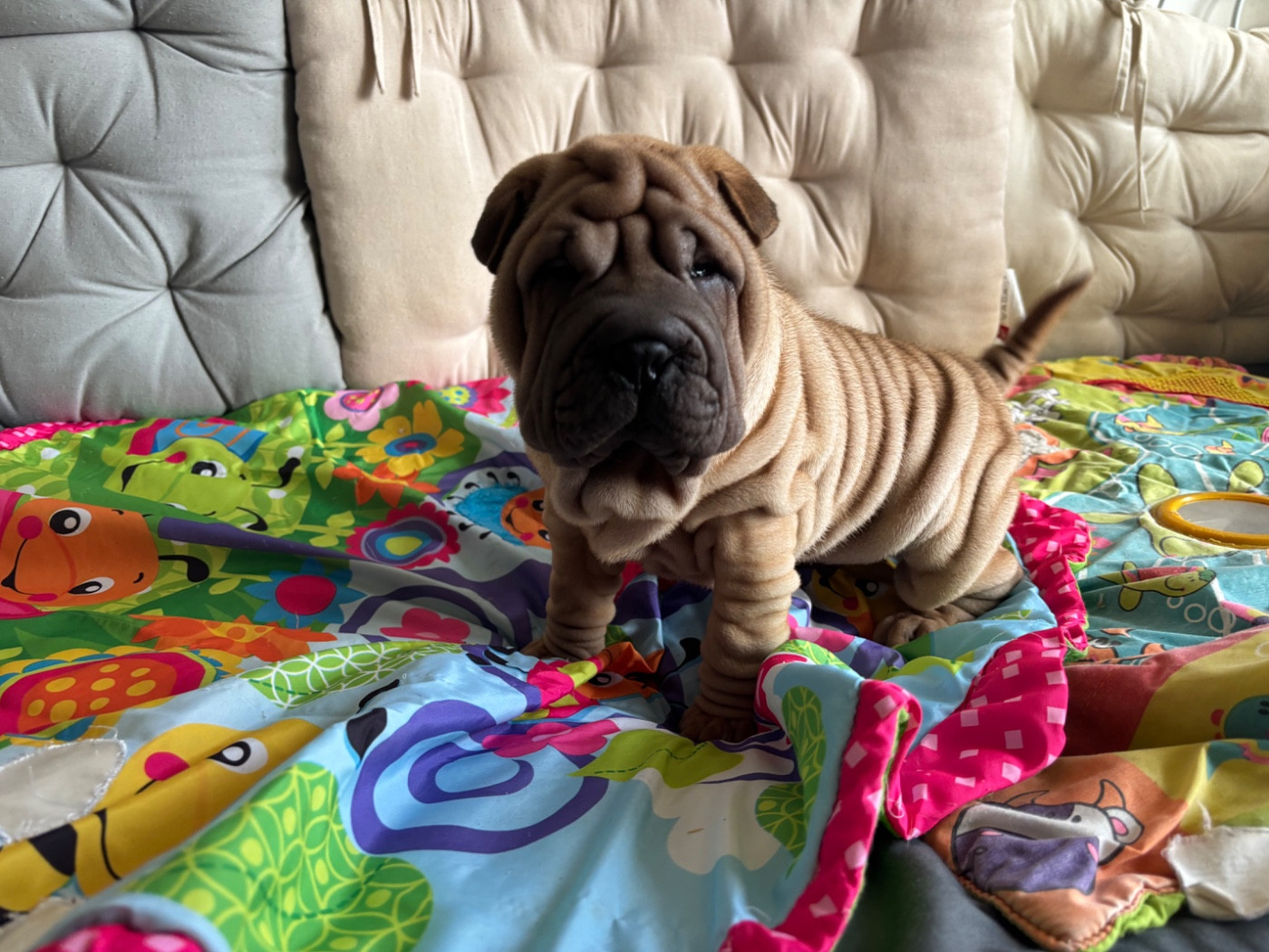 Des Rêves De Yamaja - Chiots disponibles - Shar Pei