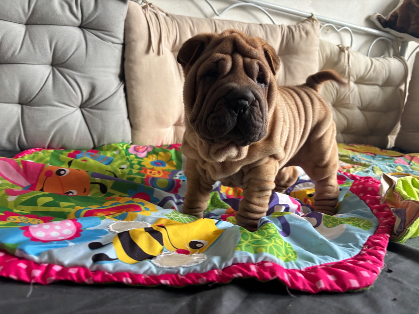 Des Rêves De Yamaja - Chiots disponibles - Shar Pei