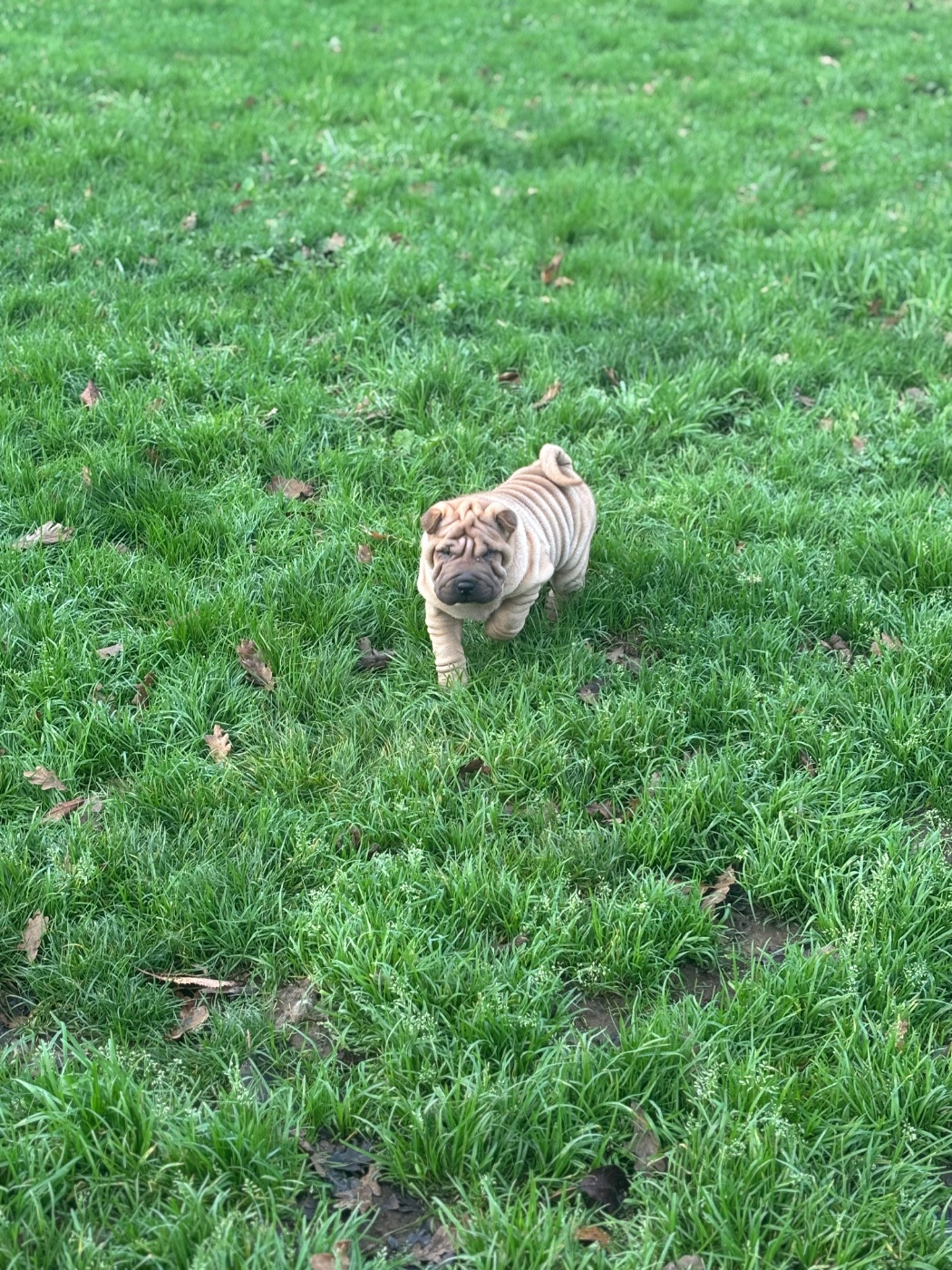 Des Rêves De Yamaja - Chiots disponibles - Shar Pei
