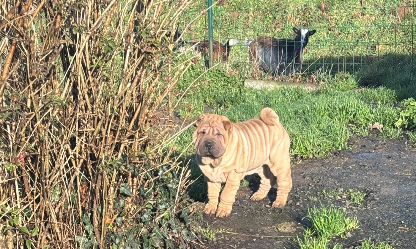 Des Rêves De Yamaja - Chiots disponibles - Shar Pei