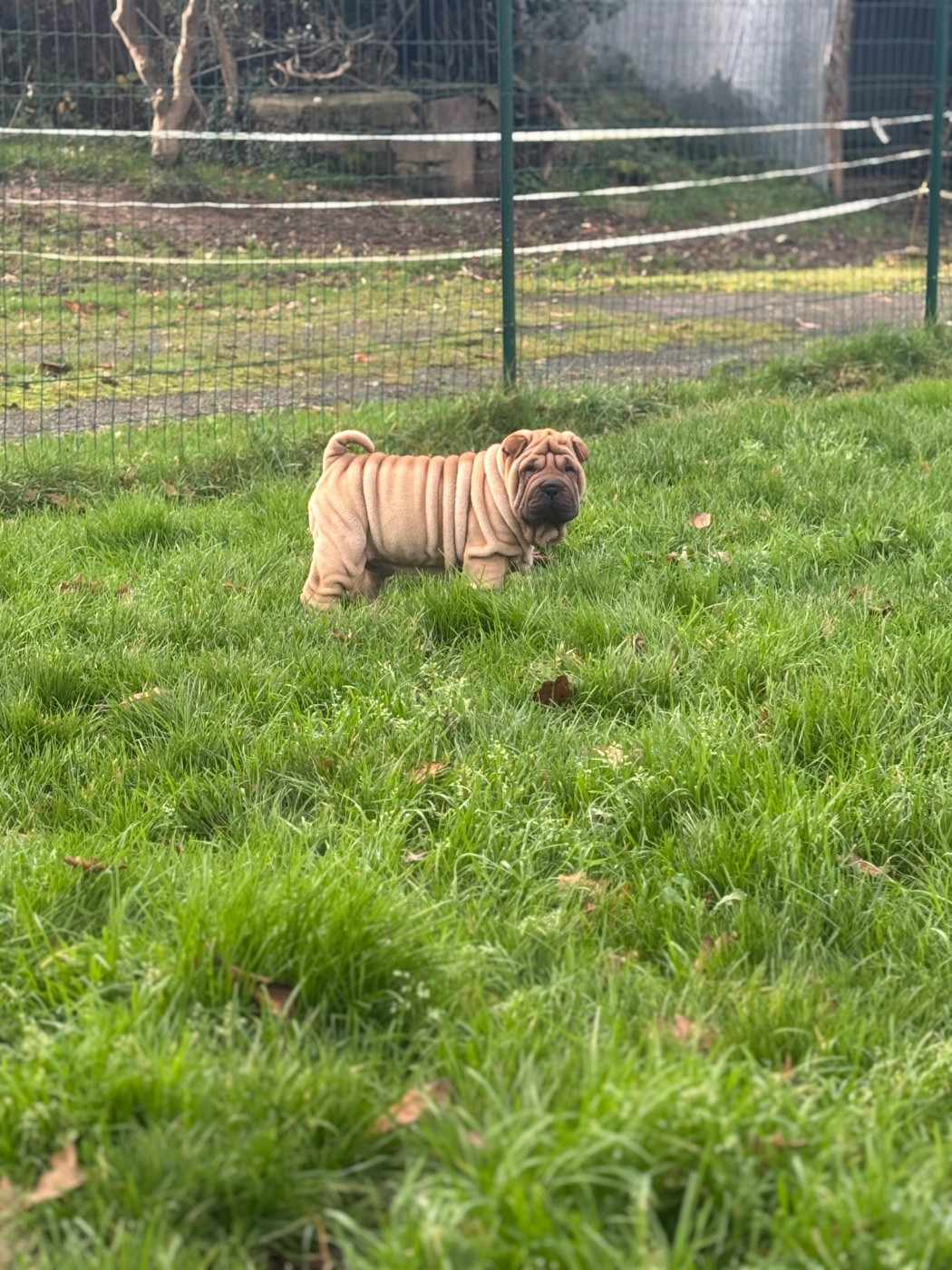 Des Rêves De Yamaja - Chiots disponibles - Shar Pei