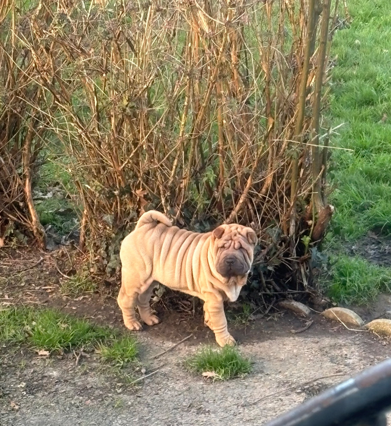 Des Rêves De Yamaja - Chiots disponibles - Shar Pei