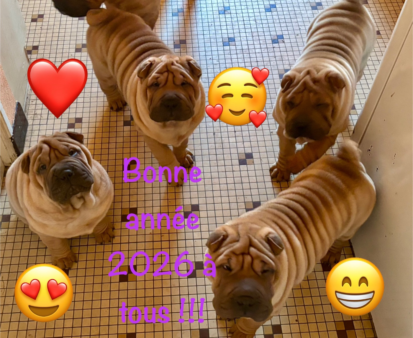 Chiot Shar Pei Des Rêves De Yamaja