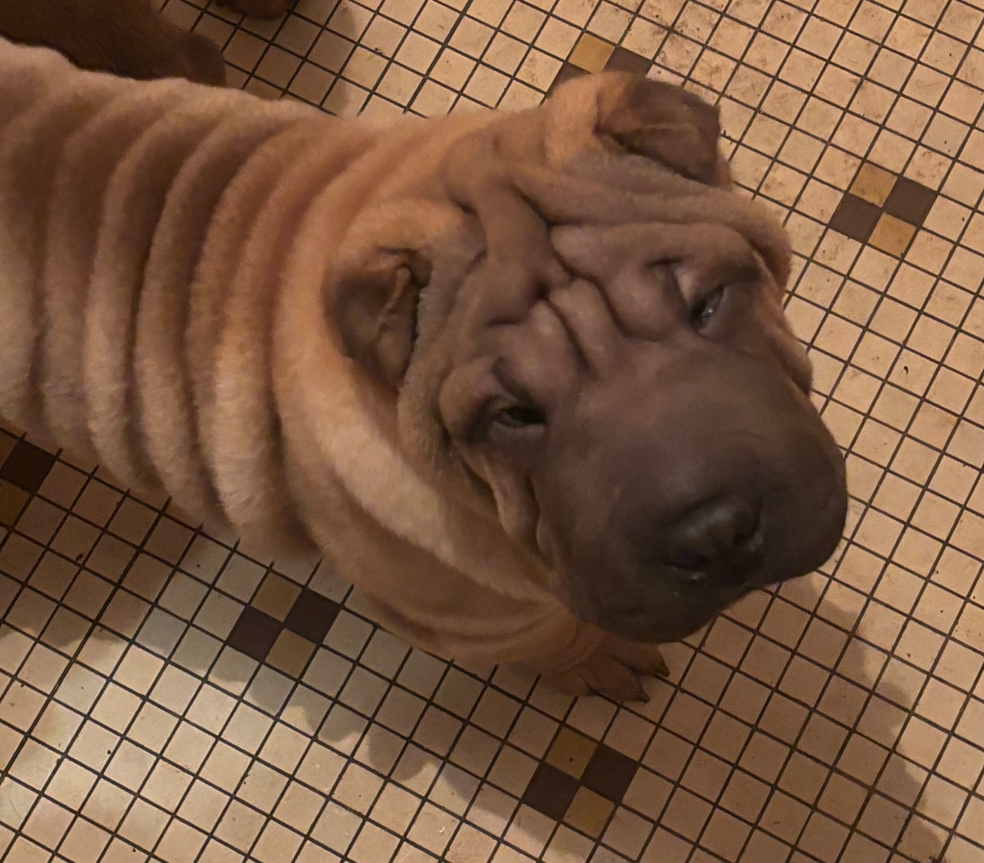 Des Rêves De Yamaja - Chiots disponibles - Shar Pei