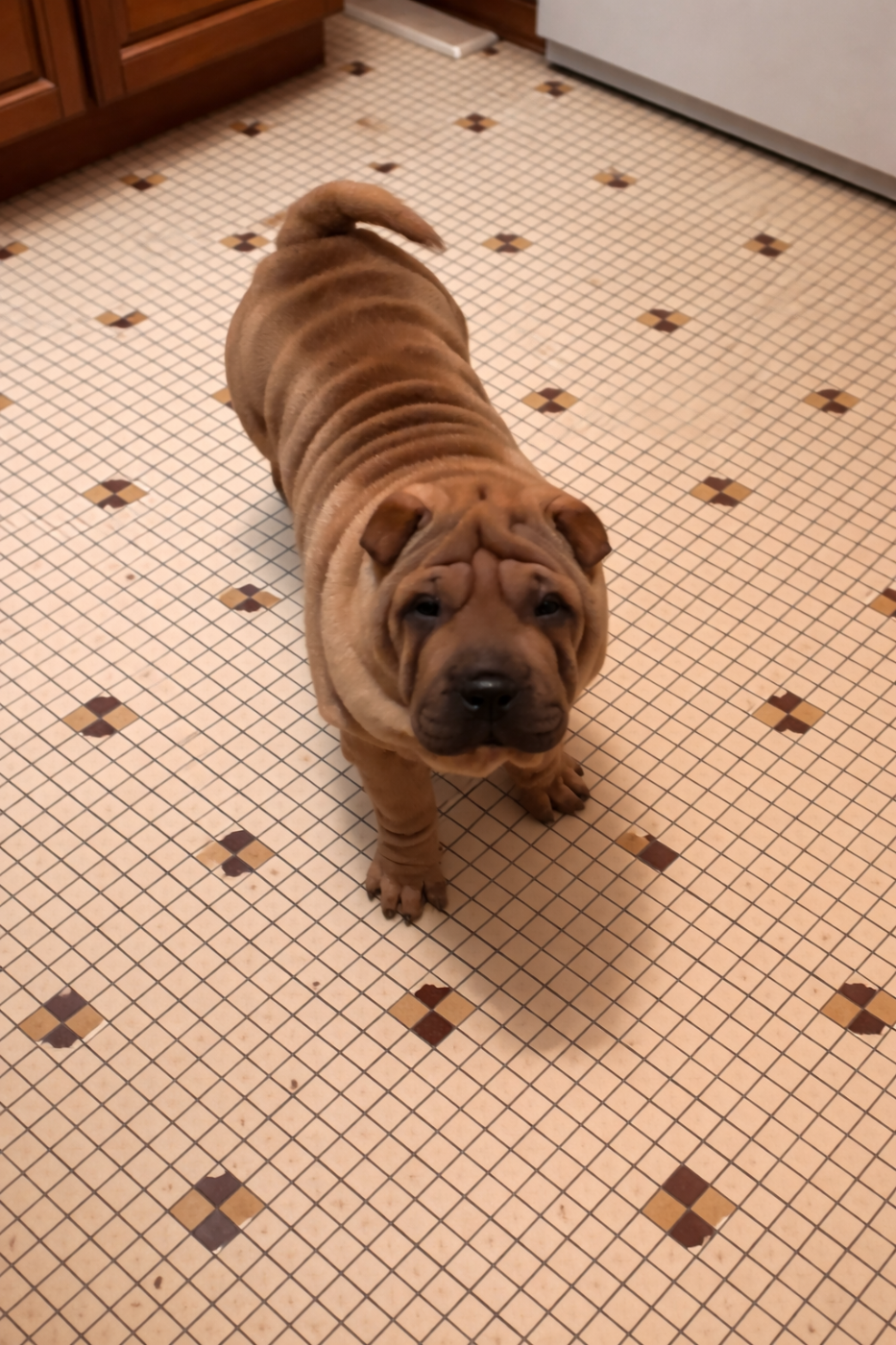 Des Rêves De Yamaja - Chiots disponibles - Shar Pei