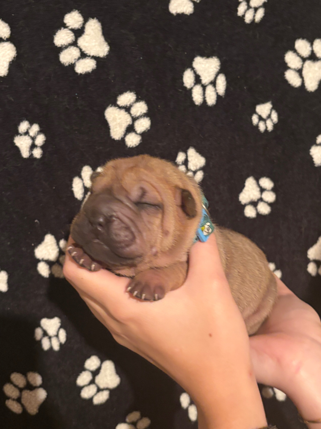 Des Rêves De Yamaja - Chiots disponibles - Shar Pei