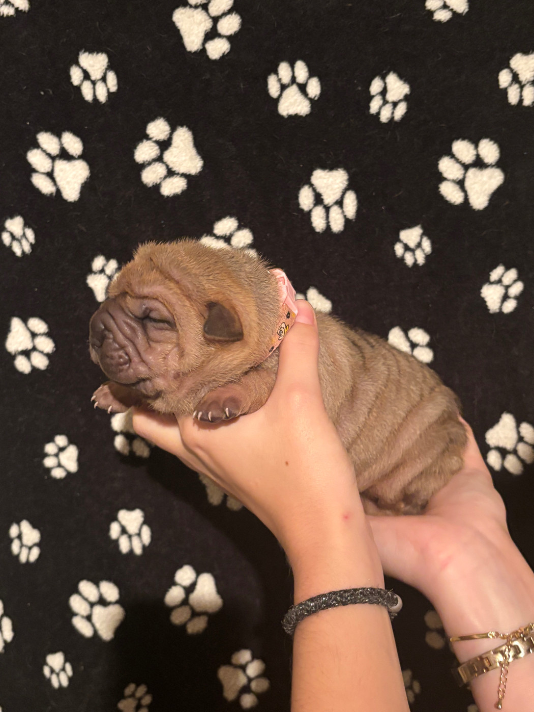 Des Rêves De Yamaja - Chiots disponibles - Shar Pei