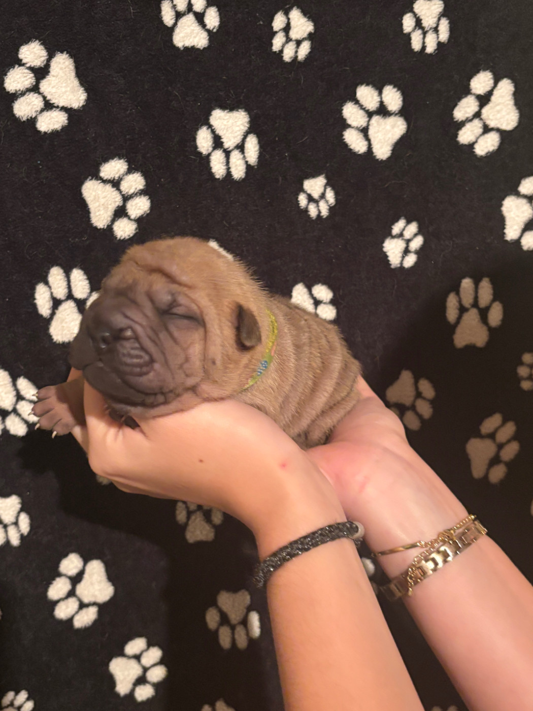 Des Rêves De Yamaja - Chiots disponibles - Shar Pei