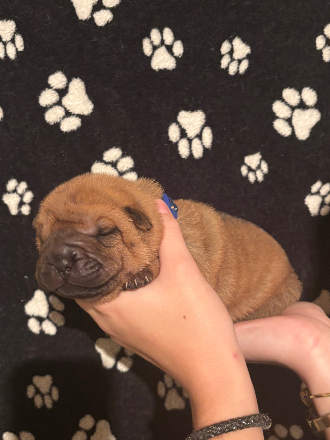 Des Rêves De Yamaja - Chiots disponibles - Shar Pei