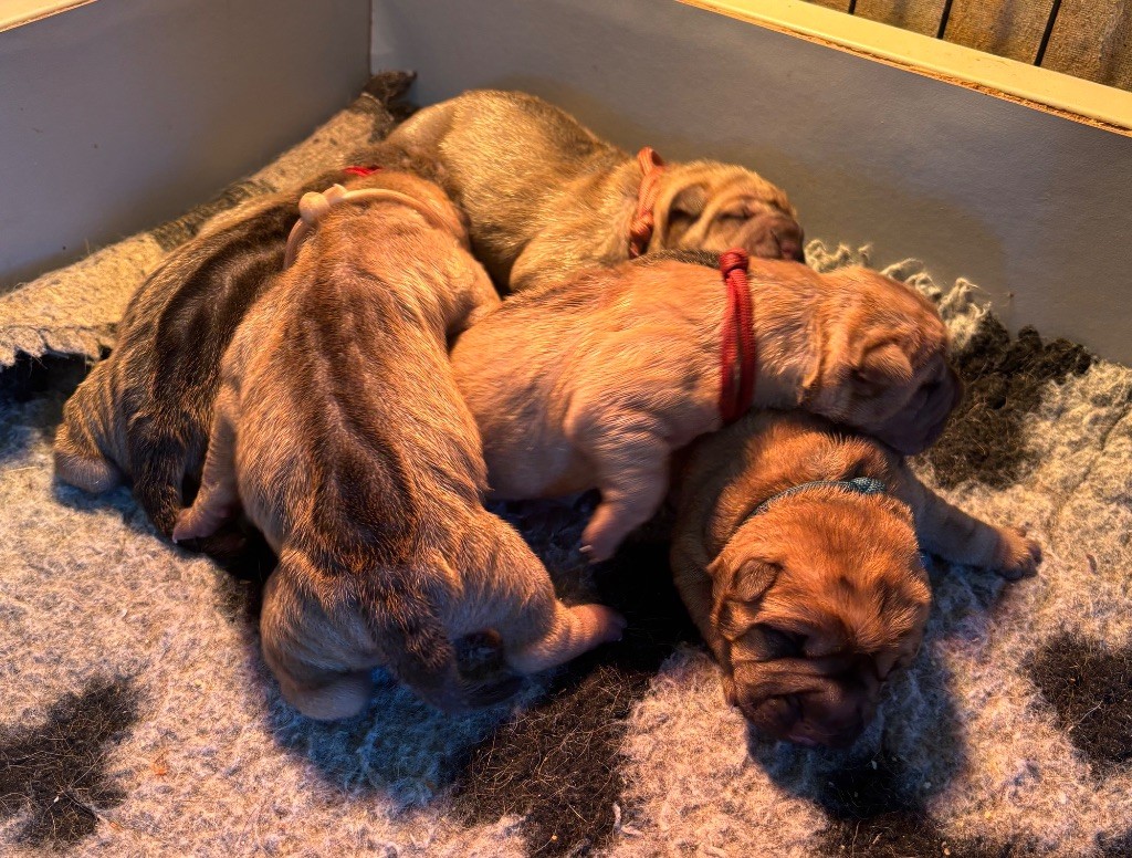 Chiot Shar Pei Des Rêves De Yamaja