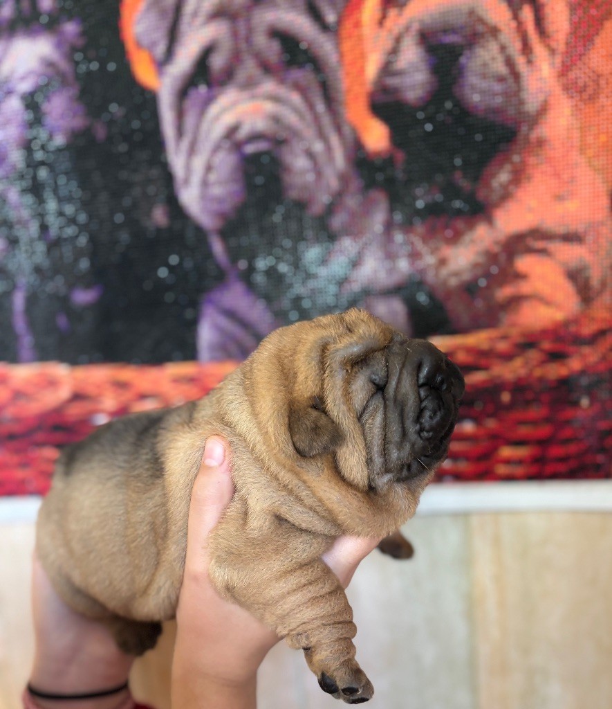 Des Rêves De Yamaja - Chiots disponibles - Shar Pei