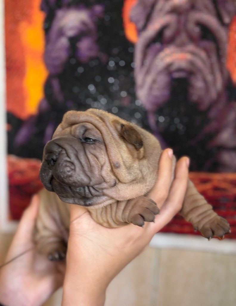 Des Rêves De Yamaja - Chiots disponibles - Shar Pei
