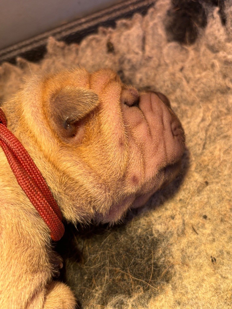 Des Rêves De Yamaja - Chiots disponibles - Shar Pei