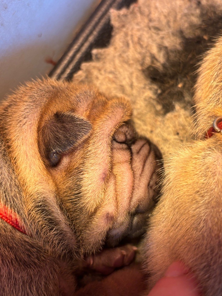 Des Rêves De Yamaja - Chiots disponibles - Shar Pei