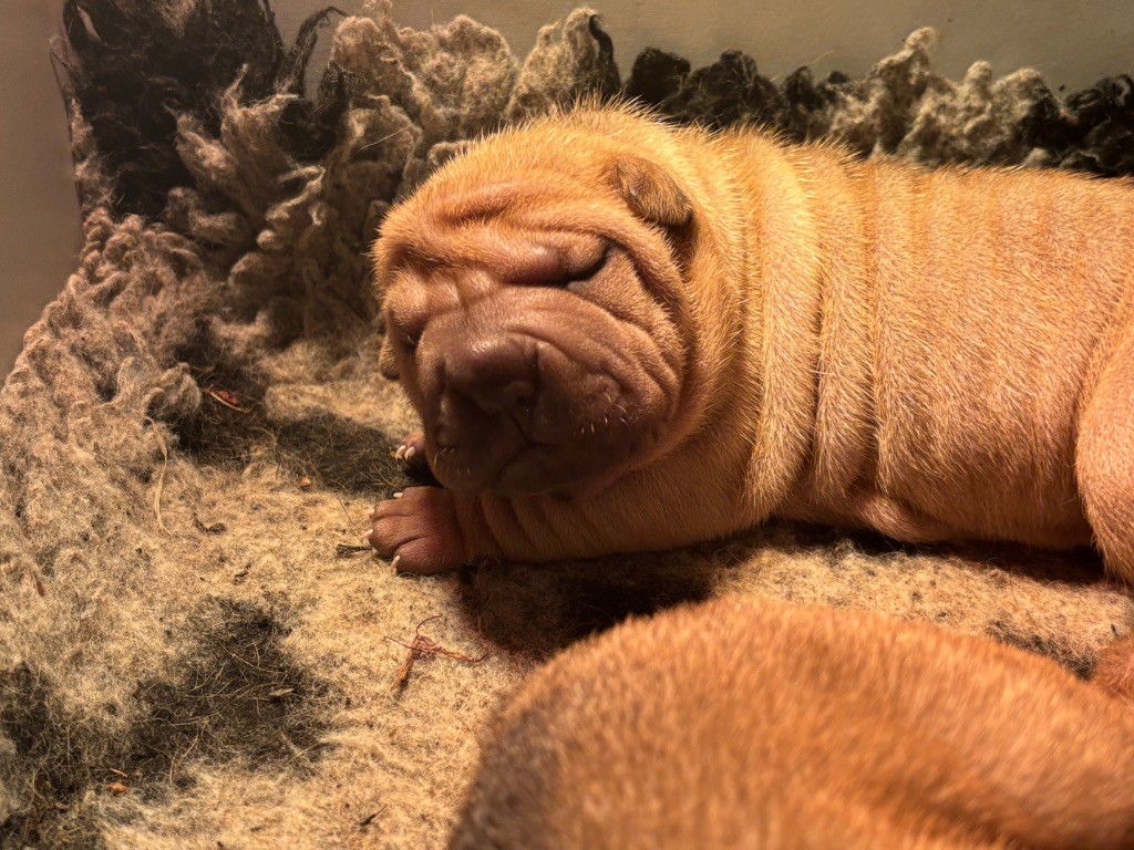 Des Rêves De Yamaja - Chiots disponibles - Shar Pei